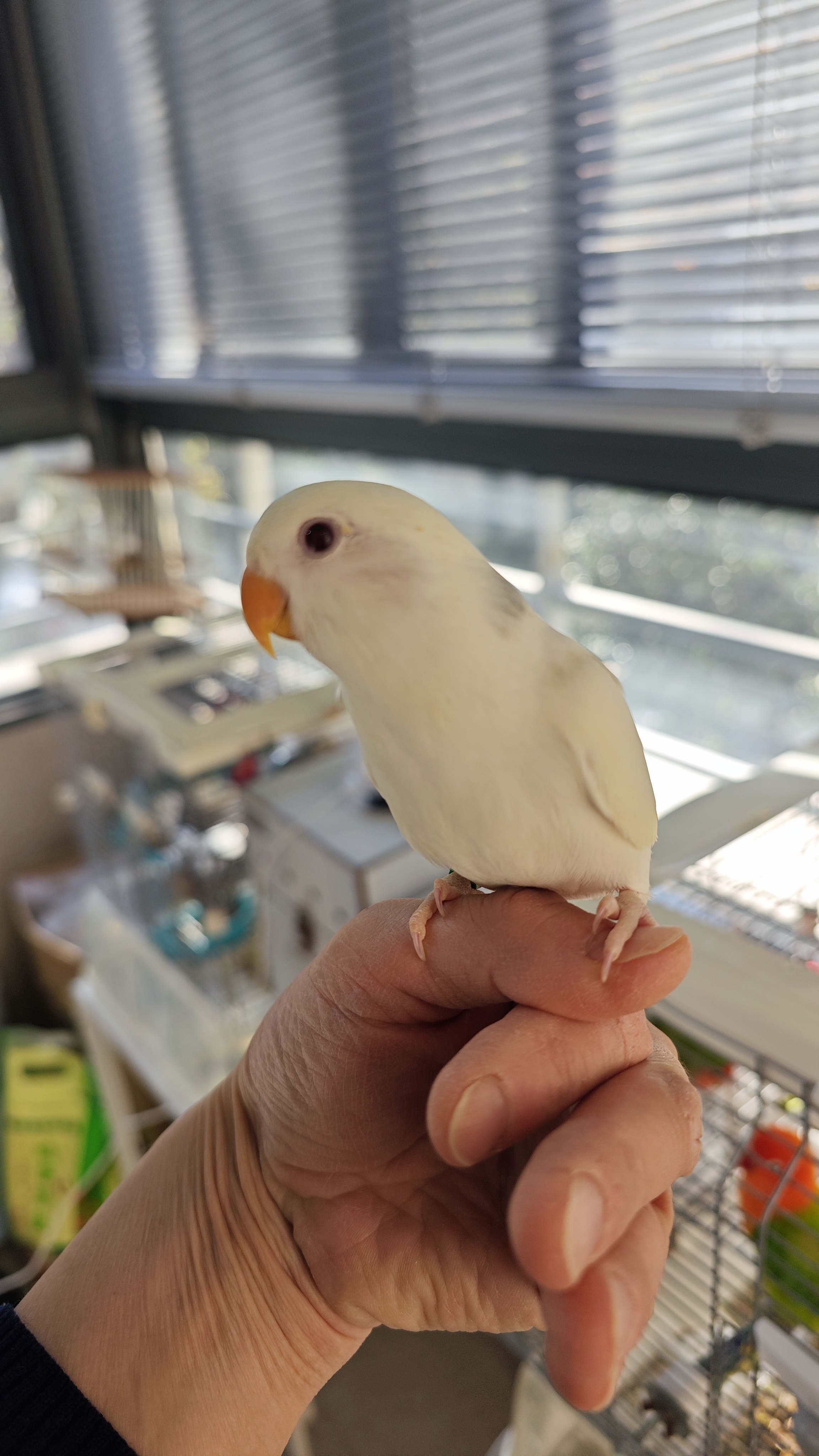 自家繁殖的白闪牡丹低价出售，喜欢详聊